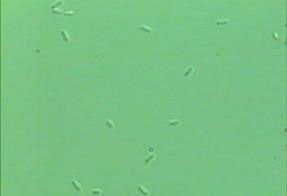 Video of capturing and measuring a moving bacterium)