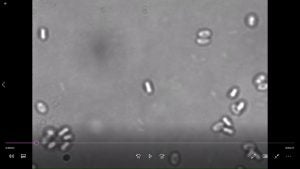 Video showing dynamic germination and growing of single individual bacterial cells in 3 hours